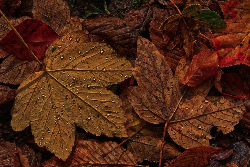 leaves, wet, drops